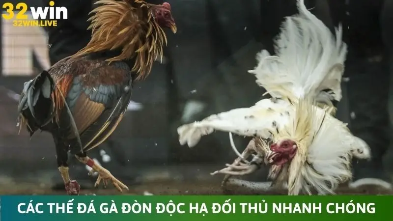 Các thế đá gà đòn độc hạ đối thủ nhanh chóng