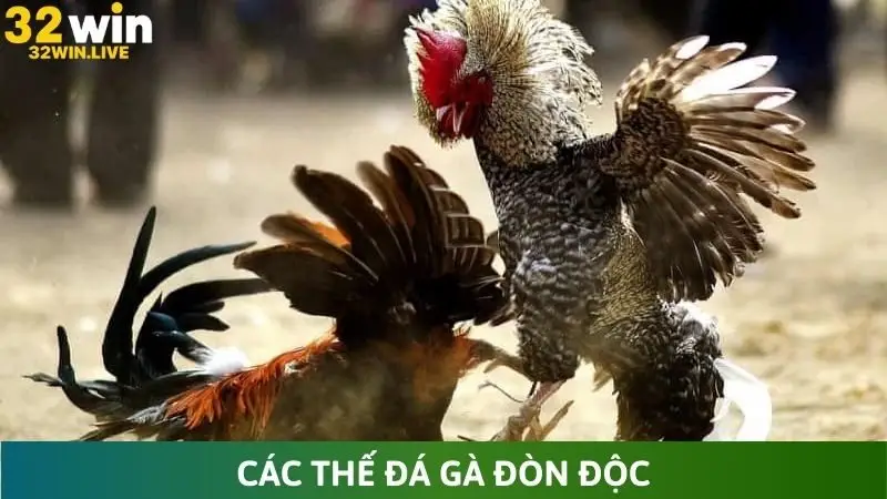 các thế đá gà đòn độc