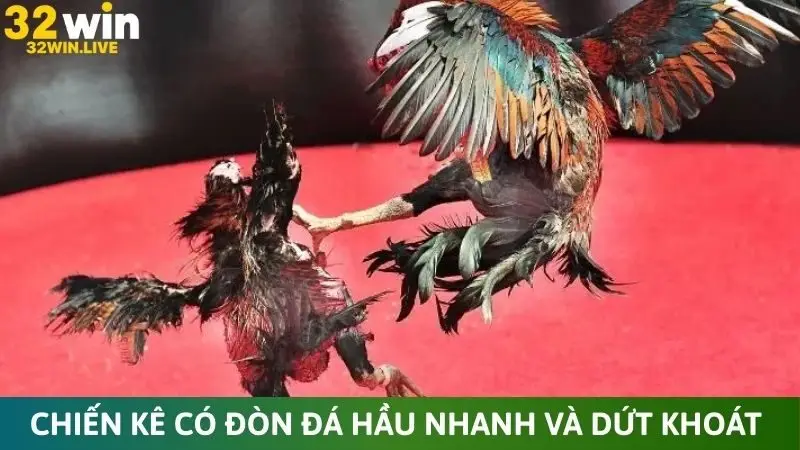 Chiến kê có đòn đá hầu nhanh và dứt khoát