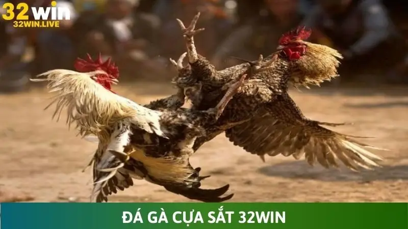 Đá gà cựa sắt