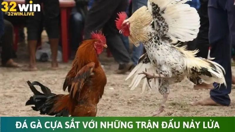 Đá gà cựa sắt với những trận đấu nảy lửa