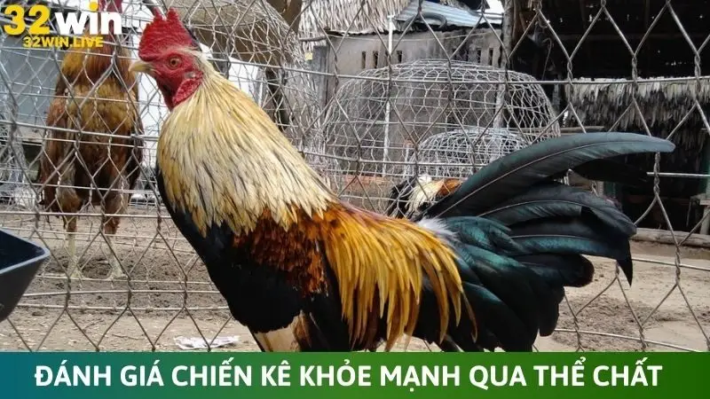 Đánh giá chiến kê khỏe mạnh qua thể chất