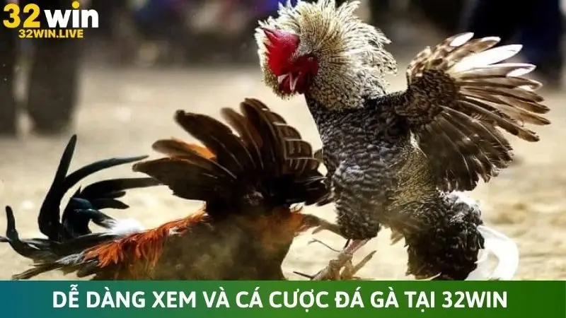 Dễ dàng xem và cá cược đá gà tại 32Win