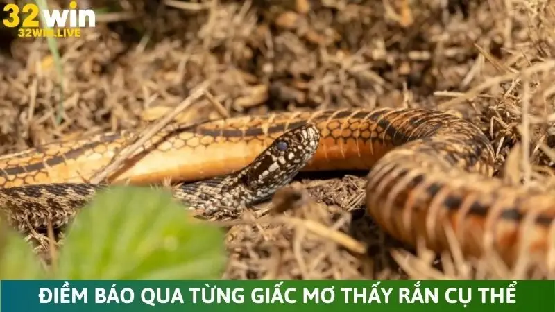 Điềm báo qua từng giấc mơ thấy rắn cụ thể