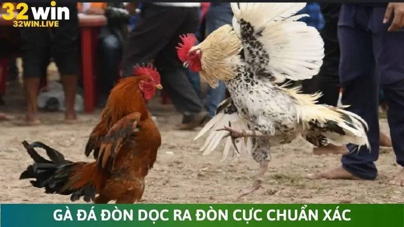 Gà đá đòn dọc ra đòn cực chuẩn xác