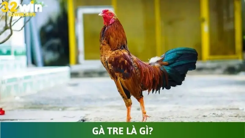 Gà tre là gì