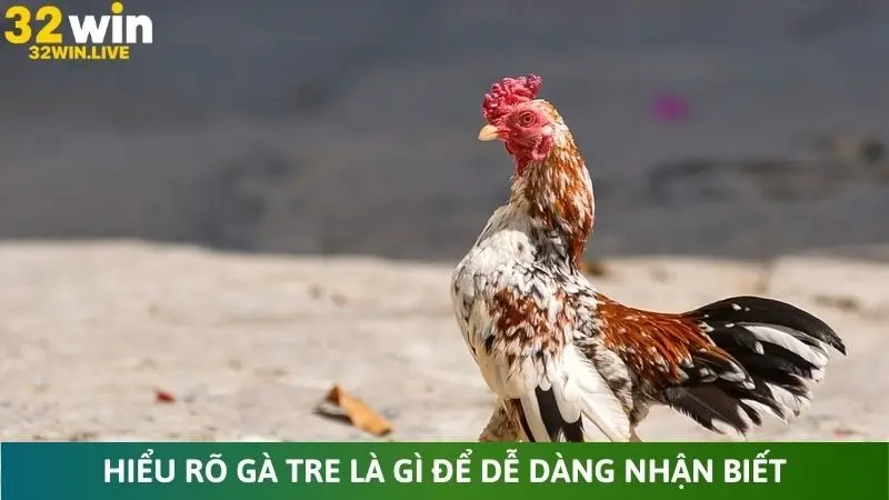 Hiểu rõ gà tre là gì để dễ dàng nhận biết