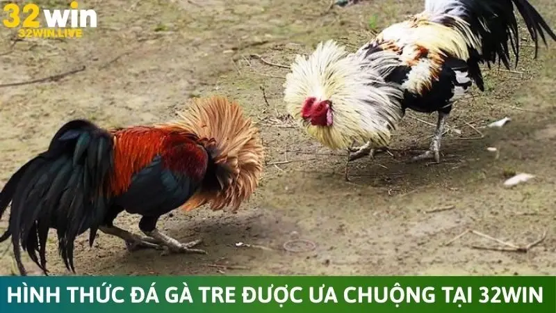 Hình thức đá gà tre được ưa chuộng tại 32Win