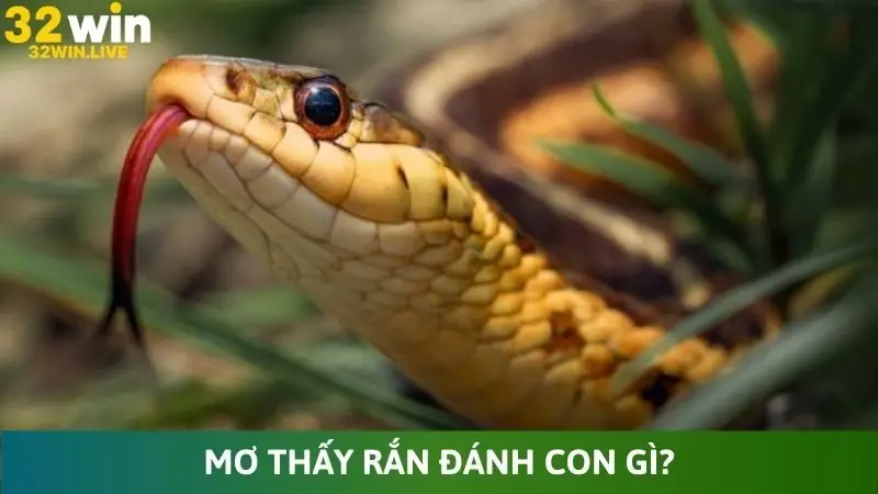Mơ thấy rắn đánh con gì