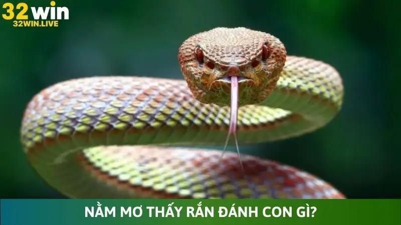 Nằm mơ thấy rắn đánh con gì?