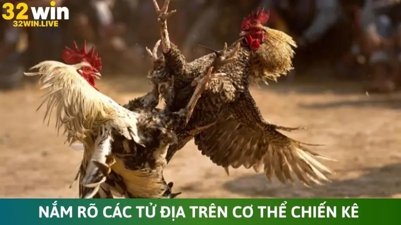 Nắm rõ các tử địa trên cơ thể chiến kê