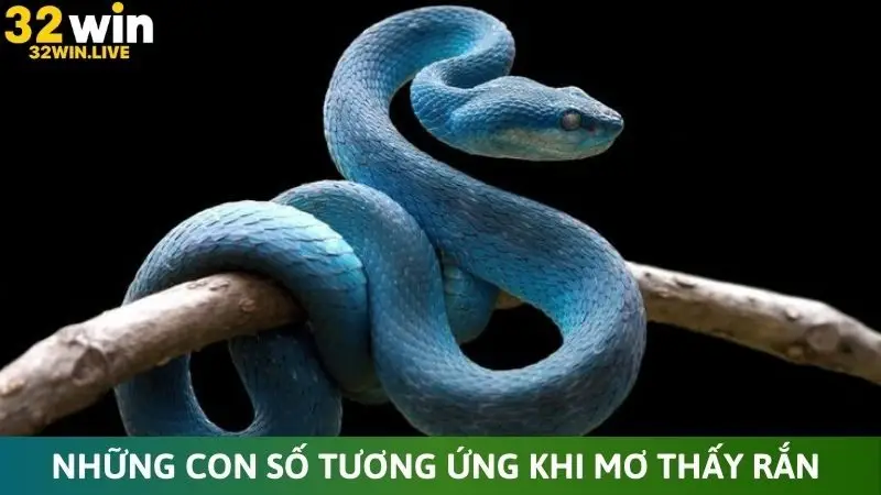 Những con số tương ứng khi mơ thấy rắn