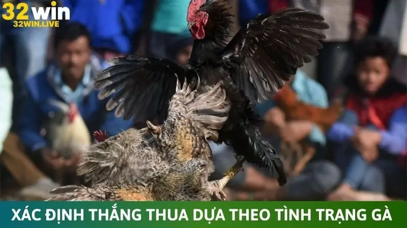 Xác định thắng thua dựa theo tình trạng gà