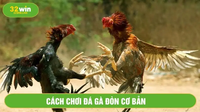 Tuân thủ quy định, luật chơi đá gà