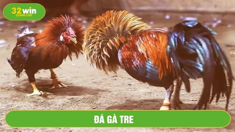 Đá gà tre