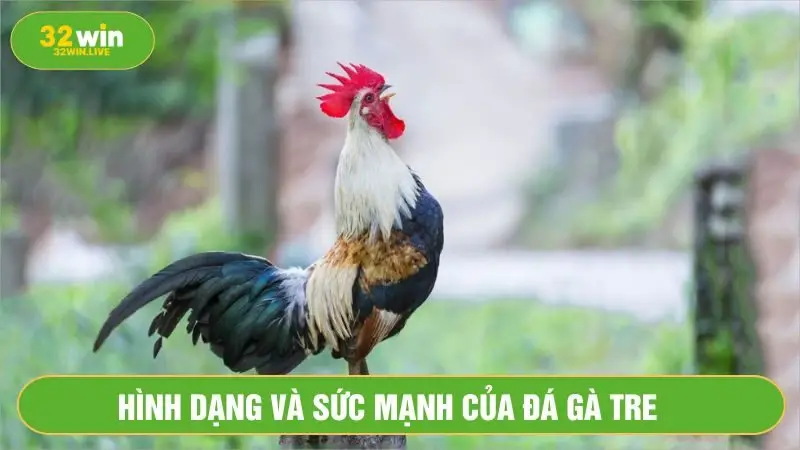 Gà tre có lông mượt, tính nhạy bén và lì đòn
