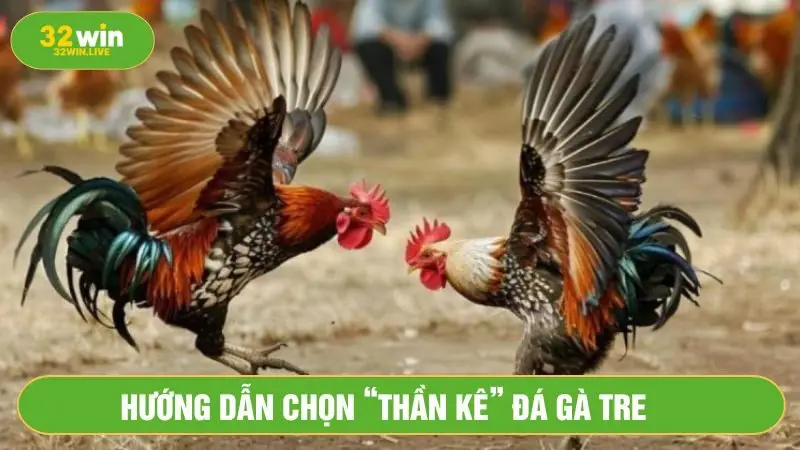 Khả năng né đòn tốt và cú đá mạnh mẽ 