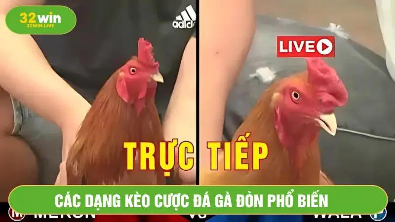 Đá gà đòn có nhiều kiểu cược hấp dẫn