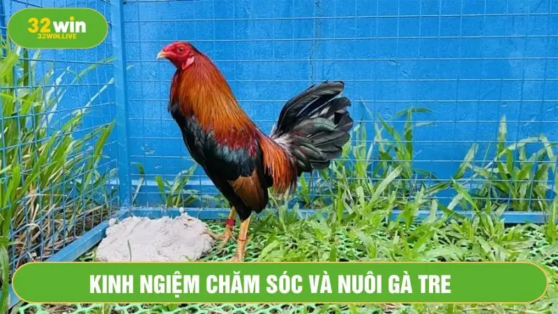 Chế độ dinh dưỡng cân bằng 