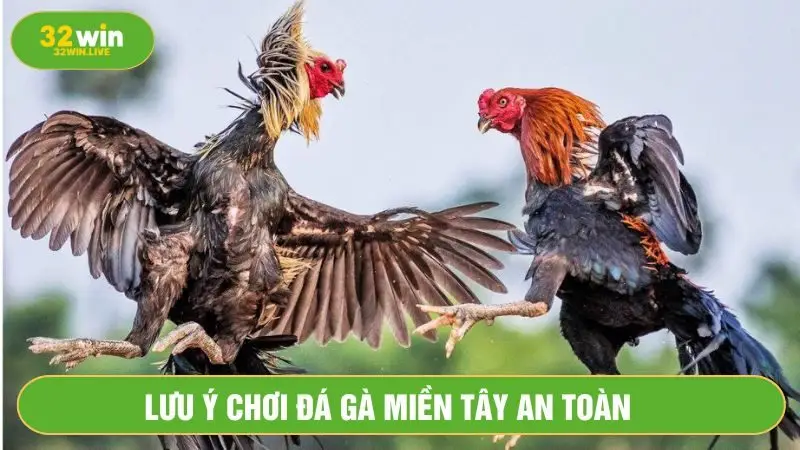 Chọn nhà cái chơi đá gà uy tín