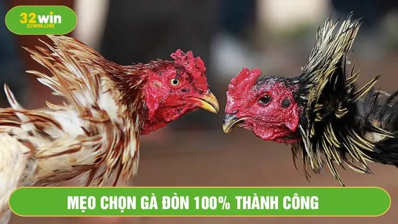 Mỏ gà quyết định đến kết quả chiến thắng