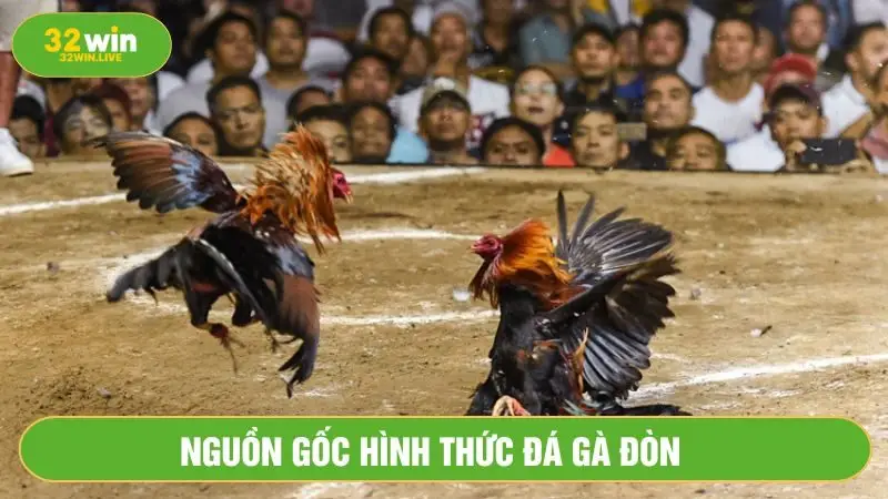 Đá gà đòn là trò chơi truyền thống