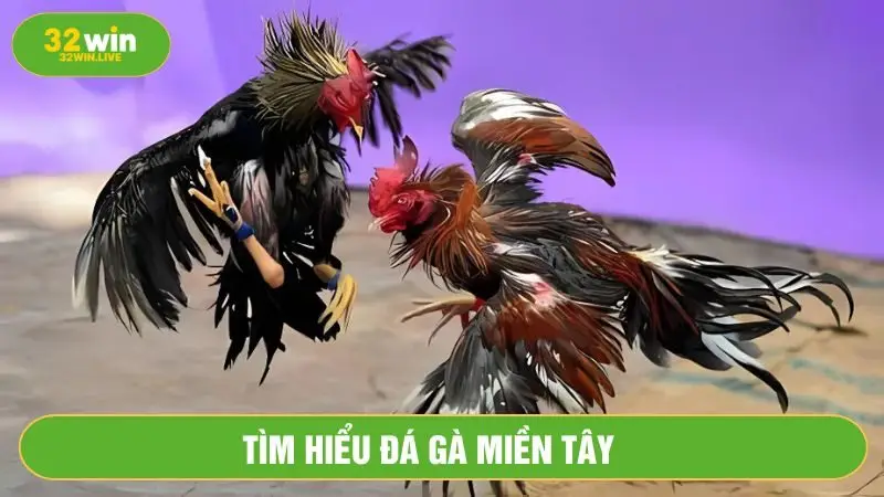 Đá gà miền Tây nổi tiếng khắp đất nước